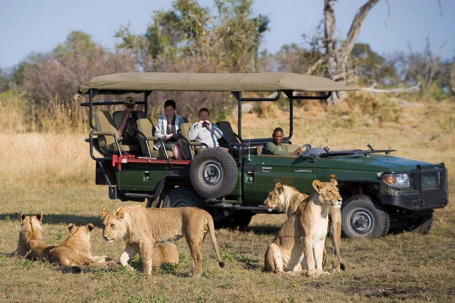 Lions beside a safari vehicle in South Africa