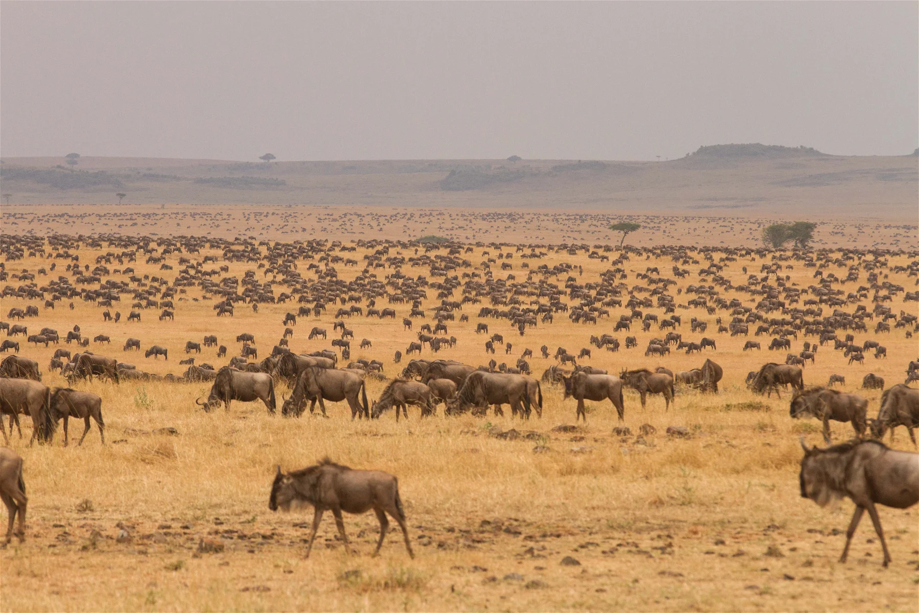 Wildebeest herds on the open Serengeti plains